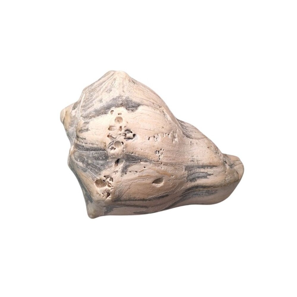 Blue Gray‎ Welk Shell 5 Inch Thick Heavy Sea Nautical Shore Beach Decor Smooth